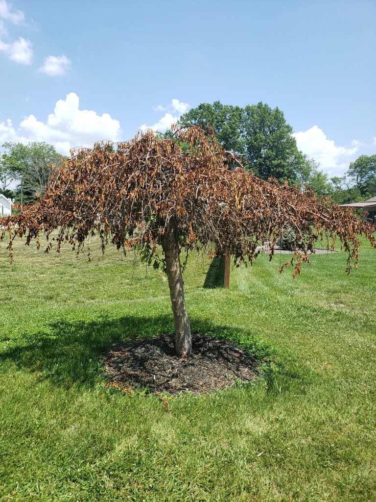 علت خشک شدن ناگهانی درخت گیلاس
