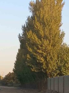 درخت سپیدار