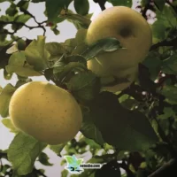 نهال سیب زرد لبنان